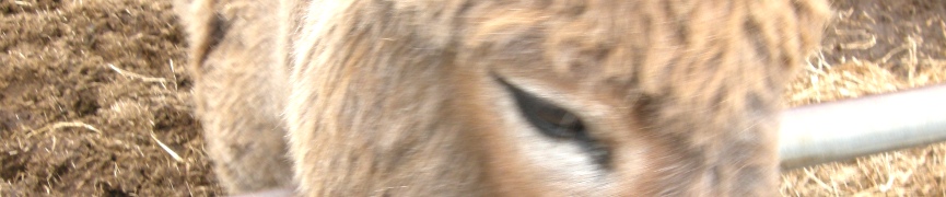 Random header image... Refresh for more!